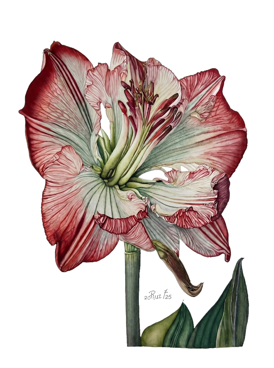 Amaryllis watercolour