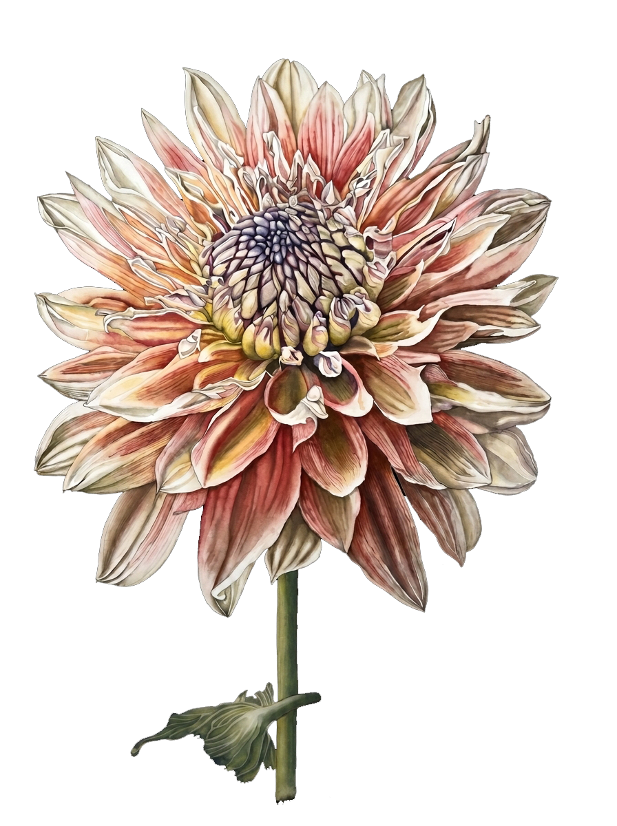 Dahlia watercolour