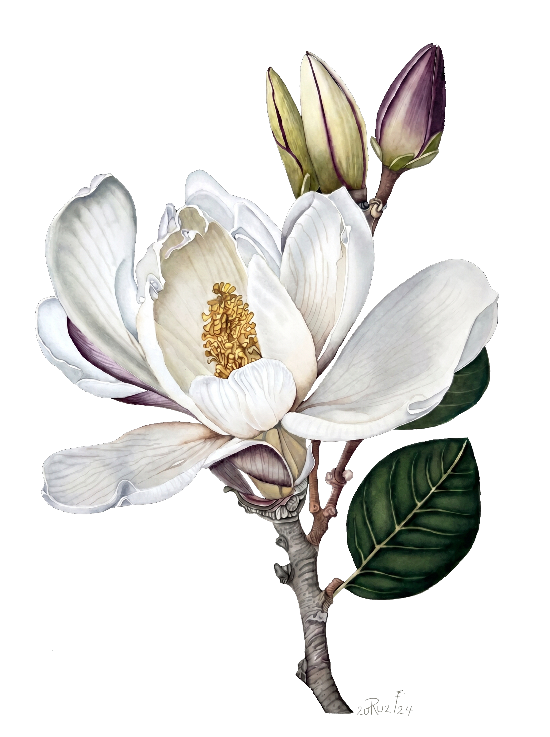 Magnolia watercolour